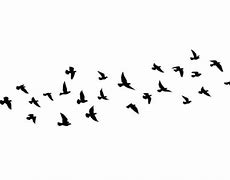 Image result for Birds in Skey