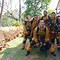 Image result for Scdf Brv