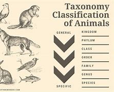 Image result for Chimp Taxonomy