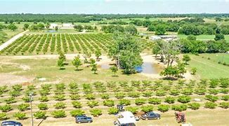 Image result for Peach Orchard in Four Seasons