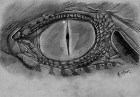 Image result for Reptile Eye Art