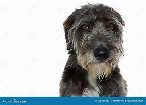 Image result for Smile Dog Black Room