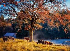 Image result for Cows On the Farm