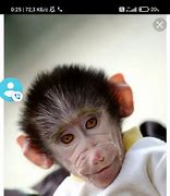 Image result for Monkey Setup Meme