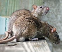 Image result for Rats in Home Gutter