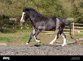 Image result for Welsh Pony Sections