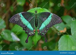 Image result for Pretty Butterfly Wings