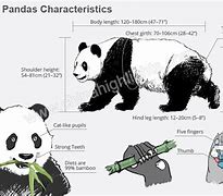 Image result for Panda Shaps