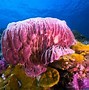 Image result for Tide Pool Sponge