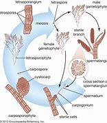 Image result for Red Algae Reproduction