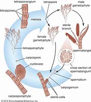 Image result for Red Algae Structure