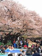 Image result for Ueno Park in Summer