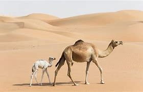 Image result for 4 Camels and a Dog