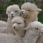 Image result for Alpaca Relative