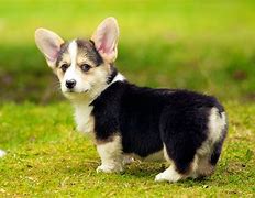 Image result for Corgi Puppies Running