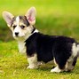 Image result for Corgi Puppies Running