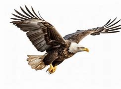 Image result for Bald Eagle Bird Flying