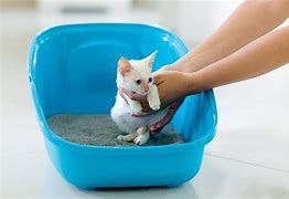 Image result for Worms in Kittens Poop