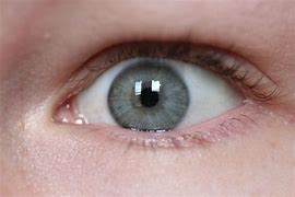 Image result for Greyish Yellow Eyes Logo