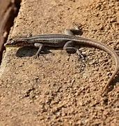 Image result for Flat Lizard Animal Species