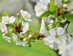 Image result for Blooming Orchards