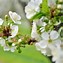 Image result for Blooming Orchards