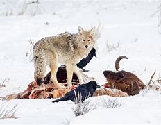 Image result for Coyotes Bison