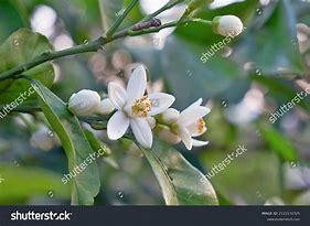 Image result for Mandarin Plant