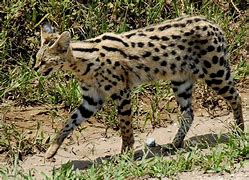 Image result for Half Serval Cat