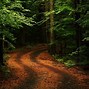 Image result for Staright Forest Path