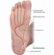 Image result for Lateral Plantar Vein