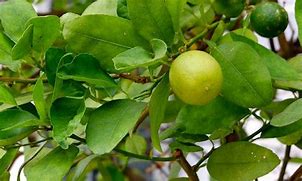 Image result for Key Lime Tree Thorns