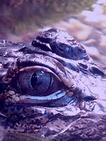 Image result for Alligator Close Up