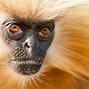 Image result for Human-Like Behavior in Animals