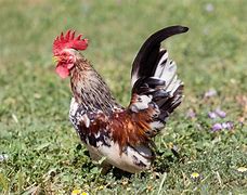 Image result for Serama Chicken Exchequer