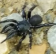 Image result for Trapdoor Spider Poisonous