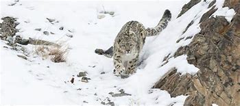 Image result for Snow Leopard Hunt