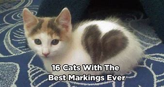 Image result for Cat Markings Chart