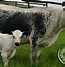 Image result for Nguni Velle