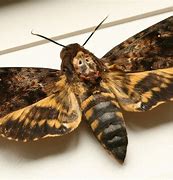 Image result for Death Head Moth Skull