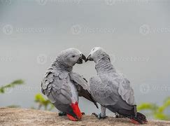 Image result for Parrot Love Birds