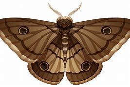 Image result for Moth HD