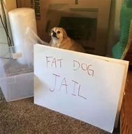 Image result for Trial Dog Meme