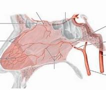 Image result for Arteries of Nasal Cavity