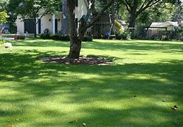 Image result for Zorro Zoysia