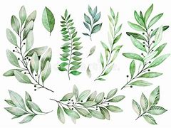 Image result for Rough Foliage