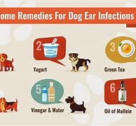 Image result for Treating Dog Ear Infection