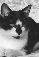 Image result for Moody Black Cat