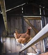 Image result for Chicken Perches for Coops