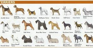 Image result for Terrier Dog Breeds List